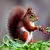 red squirrel ai